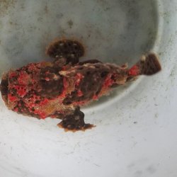 画像4: 《近海産海水魚》☆★☆赤いクマドリ模様のオオモンカエルアンコウ（極美個体）・・ハンドコ ート採取