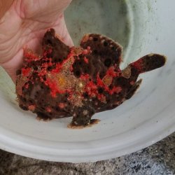 画像10: 《近海産海水魚》☆★☆赤いクマドリ模様のオオモンカエルアンコウ（極美個体）・・ハンドコ ート採取