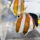 《近海産海水魚》ゲンロクダイ(1匹)…ハンドコート採取
