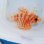 画像1: 《近海産海水魚》【レア】ヒメヤマノカミ(画像の個体です)…ハンドコート採取 (1)