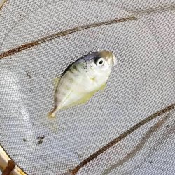 画像7: 《近海産海水魚》【珍サイズ】ギンガメアジ　幼魚…当店ハンドコート採取（安心の当店ハンドコート採取個体でおすすめです）