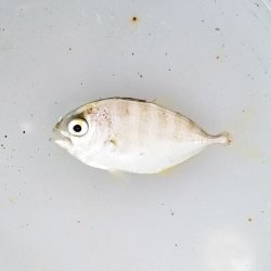 画像4: 《近海産海水魚》【珍サイズ】ギンガメアジ　幼魚…当店ハンドコート採取（安心の当店ハンドコート採取個体でおすすめです）