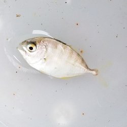 画像2: 《近海産海水魚》【珍サイズ】ギンガメアジ　幼魚…当店ハンドコート採取（安心の当店ハンドコート採取個体でおすすめです）