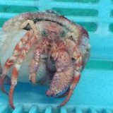 《近海産甲殻類》イボアシヤドカリ（フリーサイズ）…ハンドコート採取