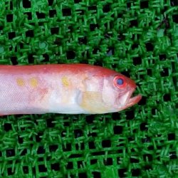 画像2: 《近海産深海魚》【珍】アカタチ（30〜35センチ±）の冷凍個体（剥製用・標本用・研究用）