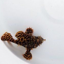 画像7: 《近海産海水魚》ハナオコゼ（虎柄）美個体…ハンドコート採取