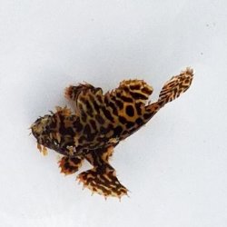 画像3: 《近海産海水魚》ハナオコゼ（虎柄）美個体…ハンドコート採取