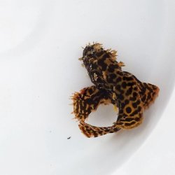 画像4: 《近海産海水魚》ハナオコゼ（虎柄）美個体…ハンドコート採取