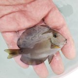 《近海産海水魚》クロモンツキ　幼魚…当店ハンドコート採取