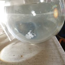 画像5: 《近海産海洋生物》☆★飼育簡単★☆タコクラゲのvariation(画像の個体色です)1匹…当店ハンドコート採取