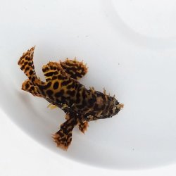 画像6: 《近海産海水魚》ハナオコゼ（虎柄）美個体…ハンドコート採取