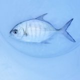 《近海産海水魚》クロヒラアジ…近海ハンドコート採取