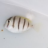 《近海産海水魚》シマハギ（SSサイズ）　・・・・・・当店ハンドコート採取