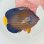 画像1: 《近海産海水魚》☆★美ライン★☆キンチャクダイ（状態極）…近海ハンドコート採取 (1)