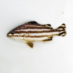 画像3: 《近海産海水魚》ヒメコトヒキ（Ｓサイズ）…ハンドコート採取