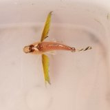 《近海産海水魚》ハチ幼魚（画像の個体です）…ハンドコート採取
