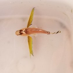 画像1: 《近海産海水魚》ハチ幼魚（画像の個体です）…ハンドコート採取