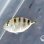 画像1: 《近海産海水魚》オニヒラアジ…当店ハンドコート採取※ポイント値引き (1)