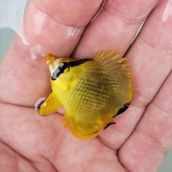 画像1: 《近海産海水魚》アミチョウチョウウオ 幼魚 ・・ハンドコート個体