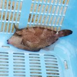 《近海産海水魚》アミメウマヅラハギ…ハンドコート採取