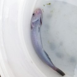画像2: 《近海産海水魚》コバンザメ幼魚（クロコバン）…ハンドコート採取