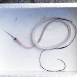 《深海性海水魚》シギウナギの冷凍個体(30〜40センチ)‥近海採取（画像の個体です）