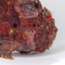 画像5: 《近海産海水魚》【美個体でおススメ！】オオモンカエルアンコウ …ハンドコート採取