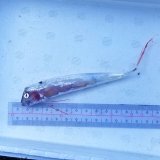 《外洋性深海魚》テンガイハタ幼魚No.3（画像の個体です）…近海採取※ポイント10％還元