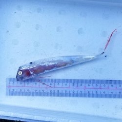 画像1: 《外洋性深海魚》テンガイハタ幼魚No.3（画像の個体です）…近海採取※ポイント10％還元