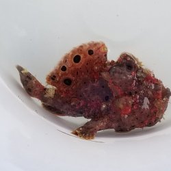 画像6: 《近海産海水魚》【美個体でおススメ！】オオモンカエルアンコウ …ハンドコート採取