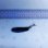 画像6: 《近海産深海魚》ワニトカゲギス目の1種…冷凍個体