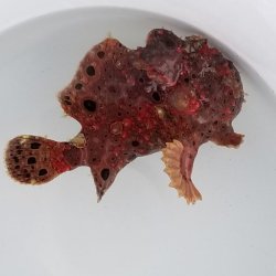 画像7: 《近海産海水魚》【美個体でおススメ！】オオモンカエルアンコウ …ハンドコート採取