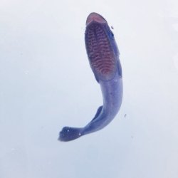 画像1: 《近海産海水魚》コバンザメ幼魚（クロコバン）…ハンドコート採取