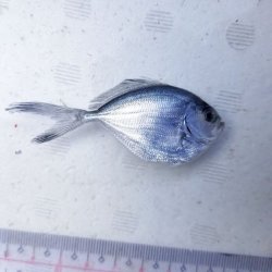 画像1: 《外洋性海水魚》オナガシマガツオ…冷凍個体