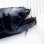 画像2: 《近海産深海魚》ワニトカゲギス目の1種…冷凍個体