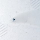 《外洋性海水魚》レプトケファルス（画像の個体です）…冷凍個体