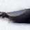 画像8: 《近海産深海魚》ワニトカゲギス目の1種…冷凍個体