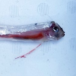 画像2: 《外洋性深海魚》テンガイハタ幼魚No.1（画像の個体です）…近海採取※ポイント10％還元