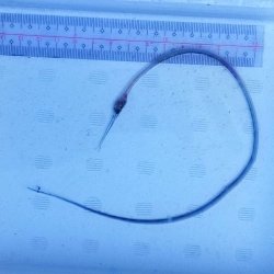 画像1: 《外洋性深海魚》シギウナギの冷凍個体(画像の個体です)‥近海採取