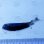 画像1: 《近海産深海魚》ワニトカゲギス目の1種…冷凍個体 (1)