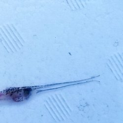 画像2: 《外洋性深海魚》シギウナギの冷凍個体(画像の個体です)‥近海採取