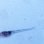 画像2: 《外洋性深海魚》シギウナギの冷凍個体(画像の個体です)‥近海採取 (2)