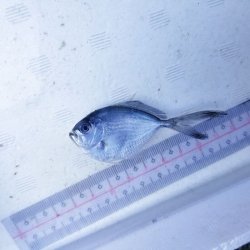 画像2: 《外洋性海水魚》オナガシマガツオ…冷凍個体