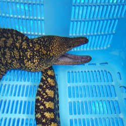 画像4: 《近海産海水魚》コケウツボ(フリー個体)…ハンドコート採取