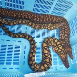 画像6: 《近海産海水魚》コケウツボ(フリー個体)…ハンドコート採取