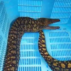 画像2: 《近海産海水魚》コケウツボ(フリー個体)…ハンドコート採取