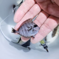 画像1: 《近海産》サザナミトサカハギ　幼魚（当店ハンドコート個体）