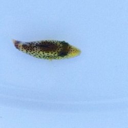 画像6: 《近海産海水魚》イソモンガラ幼魚…ハンドコート採取