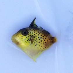 画像2: 《近海産海水魚》イソモンガラ幼魚…ハンドコート採取