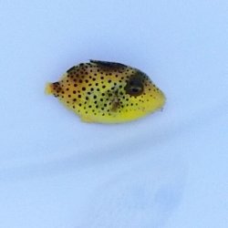 画像3: 《近海産海水魚》イソモンガラ幼魚…ハンドコート採取